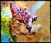 Unser Portraitmaler Klaus Finger kreierte dieses Portrait einer Katze, auf dem iPad und kann es auch auf jeden anderen Malgrund übertragen lassen.